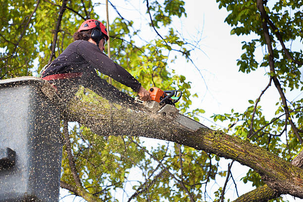 Professional Tree Removal in Talladega, AL